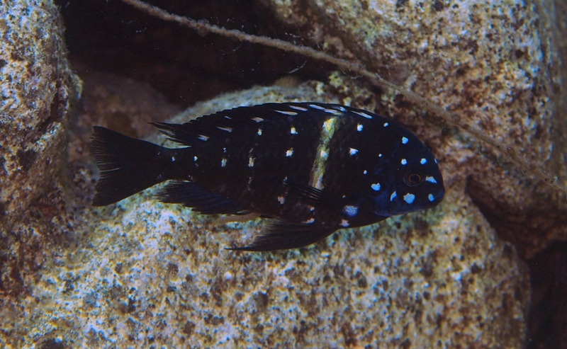 Tropheus duboisi 'Ifala Village'